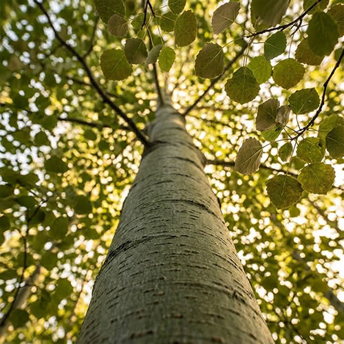 Blick von unten am hellen Stamm einer Zitterpappel hinauf in das sonnendurchflutete grüne Blätterdach – Sinnbild für den beruhigenden Zitterpappel-Rindenextrakt